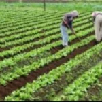 agriculture-farmers4-300x168-1
