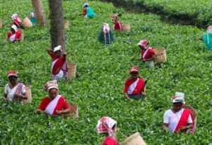 Assam-tea