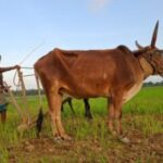 Kagodu-Farmer-Sharadamma-300x206-1