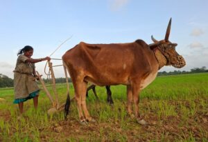 Kagodu-Farmer-Sharadamma-300x206-1