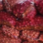 Onion