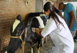 COW-Animal-Husbandry-1