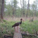 Forest-Birds-Environment