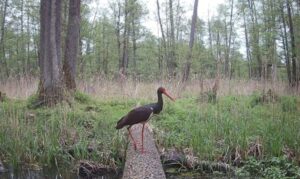 Forest-Birds-Environment