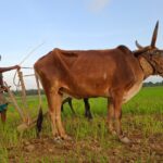 Kagodu-Farmer-Sharadamma