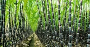 Sugarcane-1-750x395-1-1