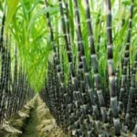 Sugarcane-1-750x395-1