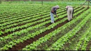 agriculture-farmers4-300x168-1-1